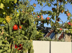 Lebensqualität - Pure Idylle über den Dächern von Leipzig – stilvolle 3-Zimmerwohnung mit 70 m² Dachterrasse